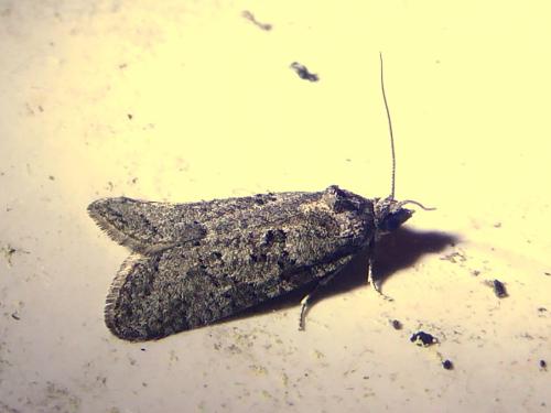 Réf. 303 698 : Cnephasia sp.